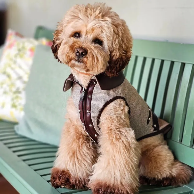 Bordeaux Wool Tweed Stud Vest