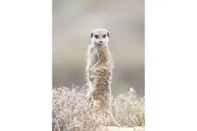 Meerkat