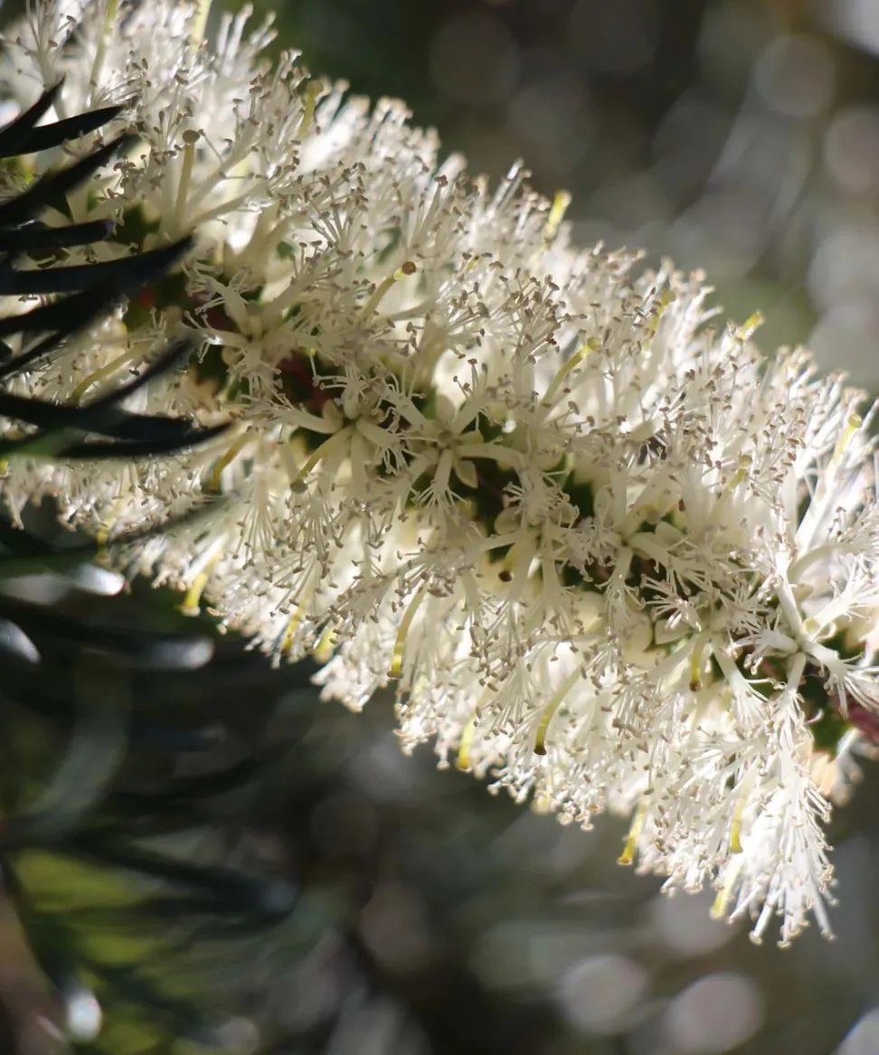 RA Byron Bay Reed Diffuser